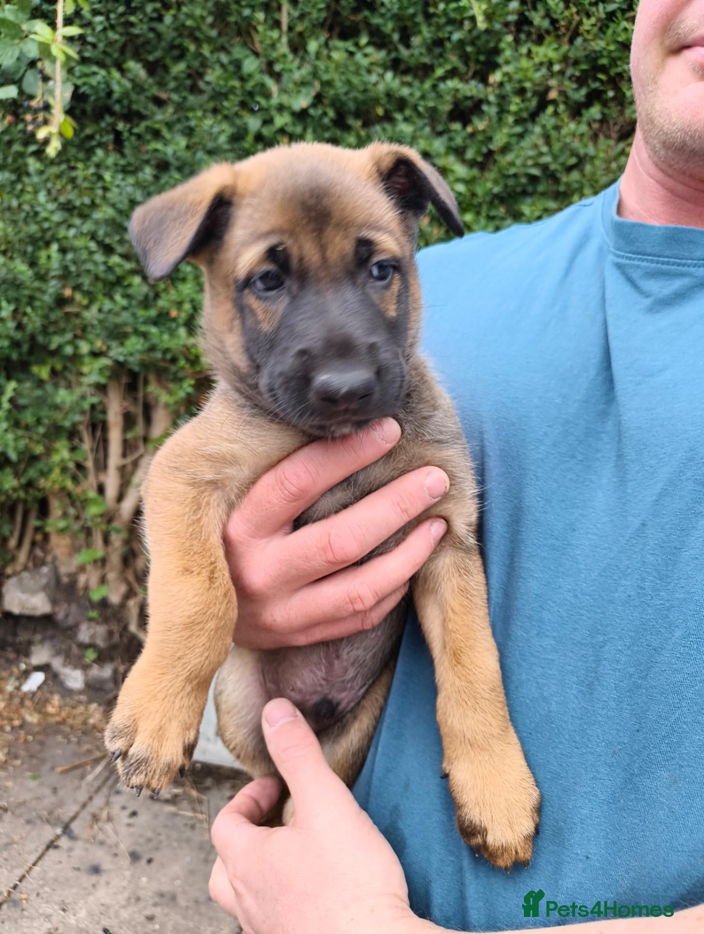 Belgian Shepherd Dog dogs “Belgian Shepherd /malinois Puppy–family Raised  - Advert 1