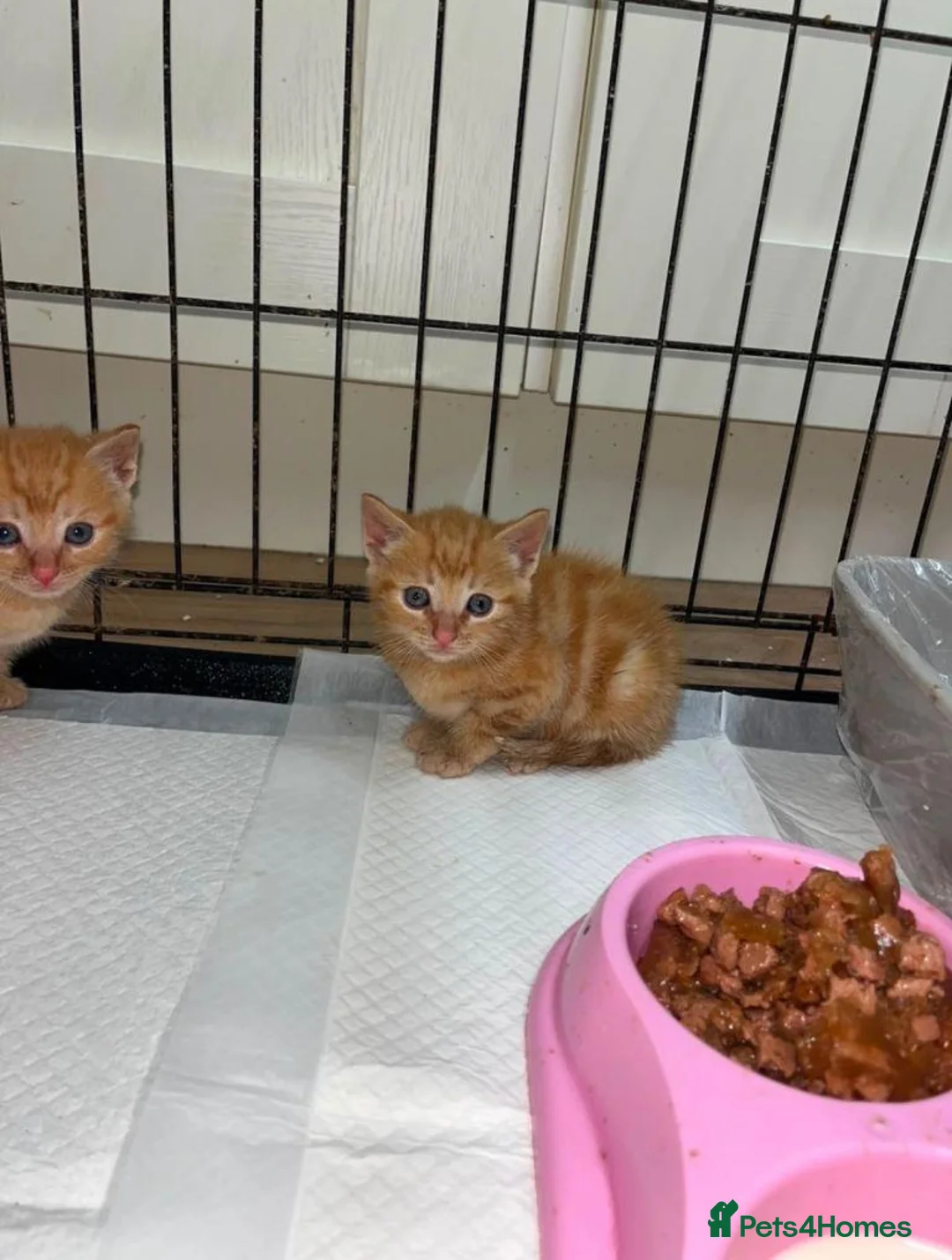 Mixed Breed cats for sale: Kitten for Sale £180 in Carlisle - Advert 3
