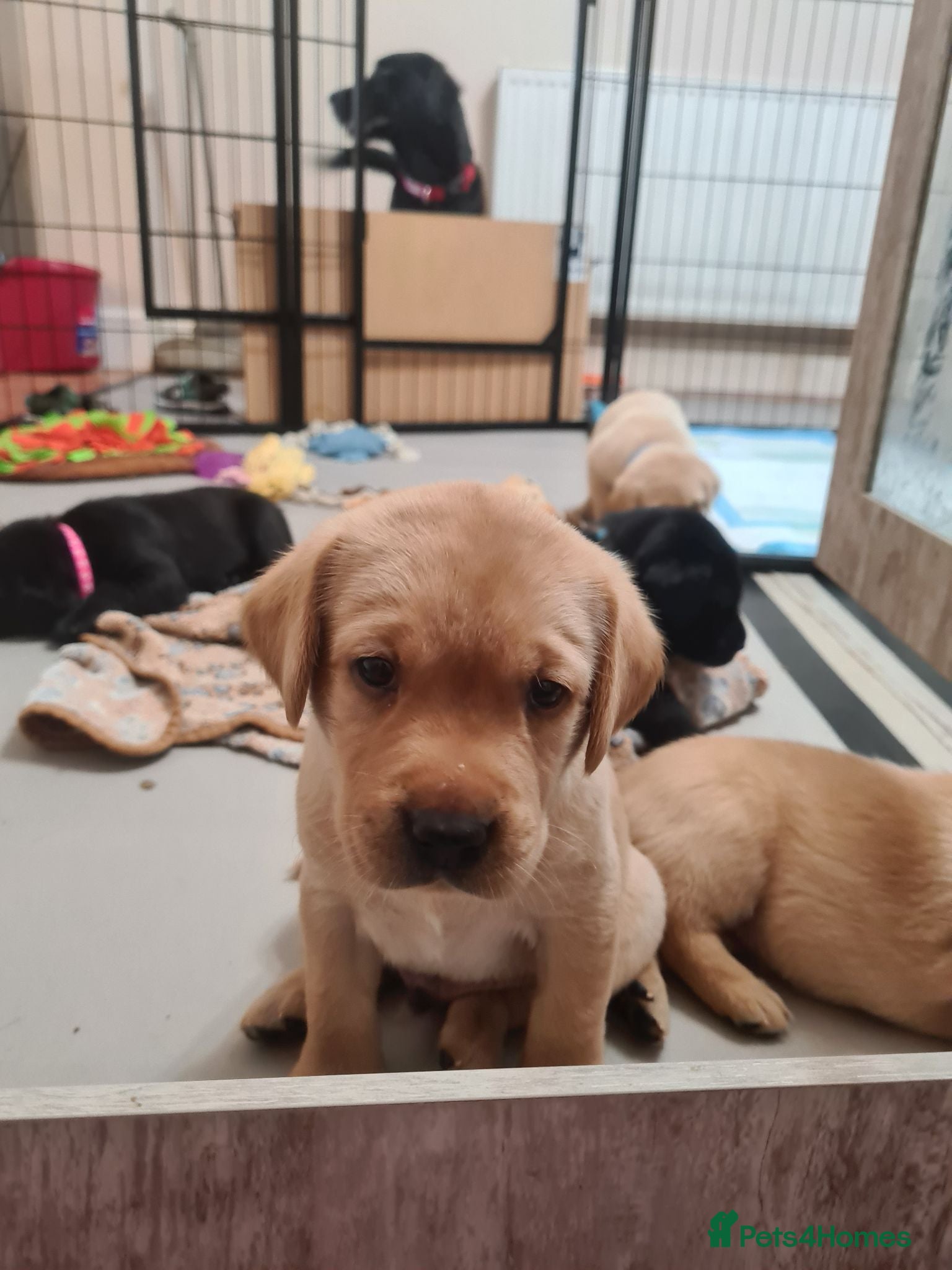 Labrador Retriever dogs Black & deep yellow/red KC Labrador Puppies - Advert 4