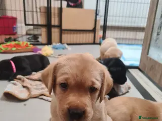 Labrador Retriever dogs Black & deep yellow/red KC Labrador Puppies - Advert 4