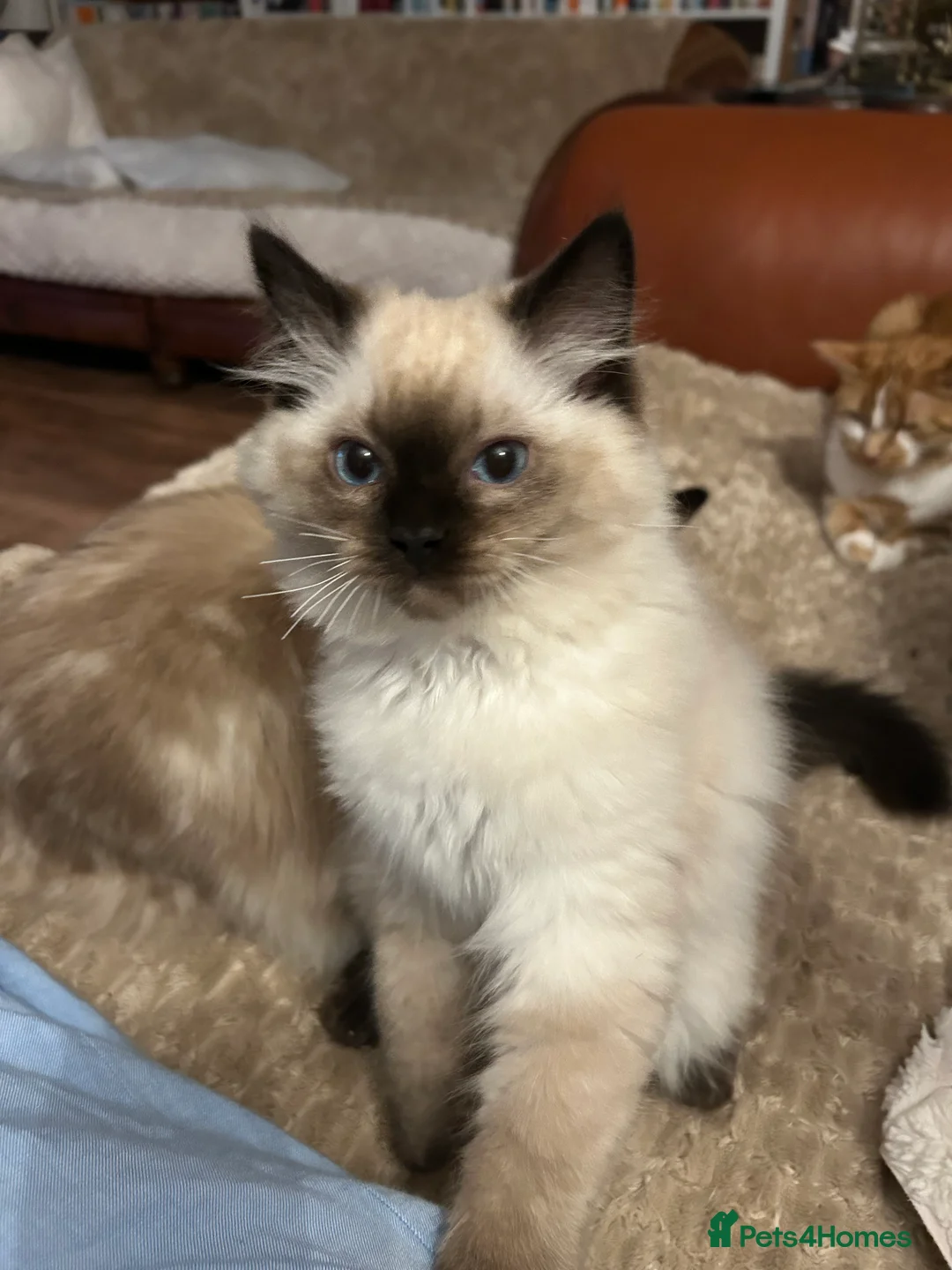 Ragdoll cats for sale: Ragdoll Kittens TICA 2 Boys Seal Blue  - Advert 6