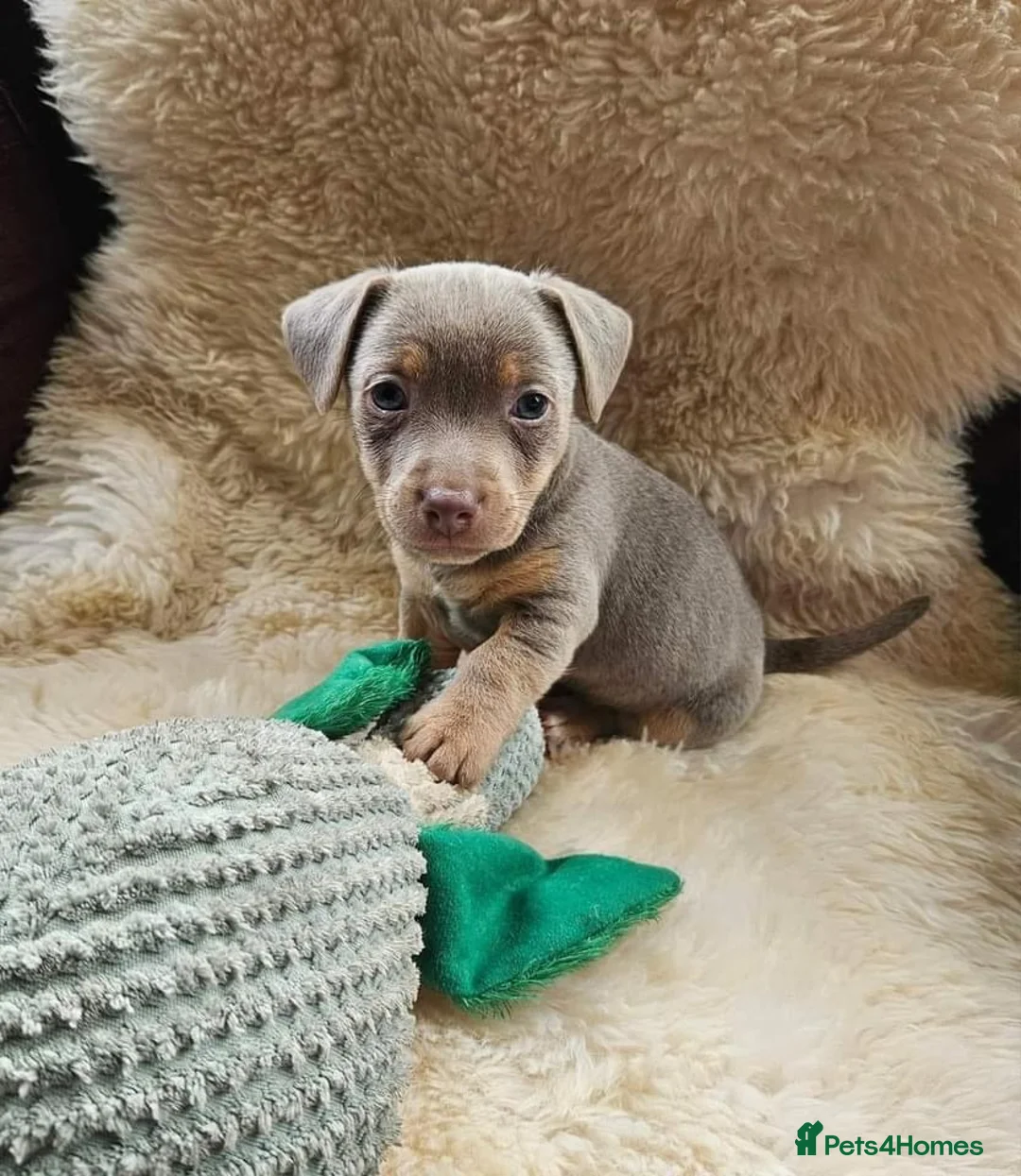 Jack Russell dogs for stud: DONJACKS RANGER - imported lilac & tan stud dog in Doncaster - Advert 20