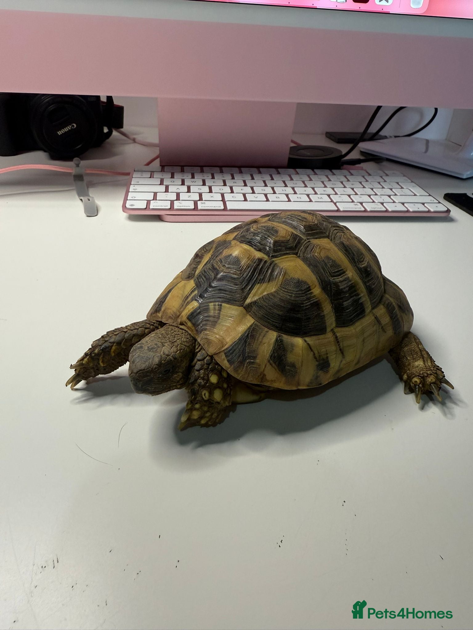 Tortoise reptiles Hermanns Tortoise and Full Set Up For Sale - Advert 1