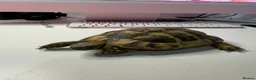 Tortoise reptiles for sale: Hermanns Tortoise and Full Set Up For Sale - Advert 1