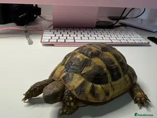 Tortoise reptiles Hermanns Tortoise and Full Set Up For Sale - Advert 8