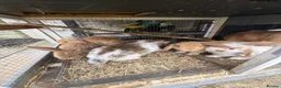 Mixed Breed rabbits for sale: Baby rabbits and mother and father for sale  in Daventry - Advert 1