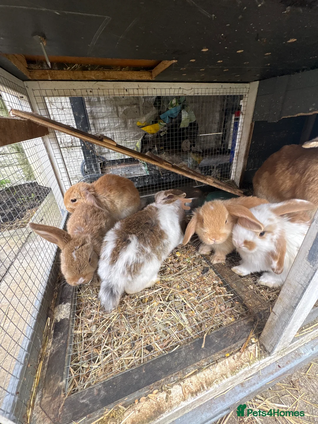Mixed Breed rabbits for sale: Baby rabbits and mother and father for sale  in Daventry - Advert 1