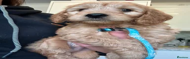 Goldendoodle 1