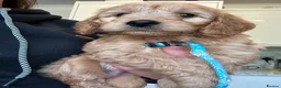 Goldendoodle dogs for sale: Mini golden doodles  - Advert 14
