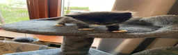 Mixed Breed cats for sale: Kittens for sale in Falkirk - Advert 4