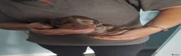 Miniature Dachshund dogs for sale: Kc registered miniature dachshund puppies - Advert 4