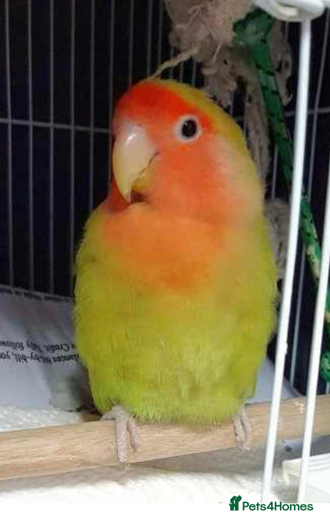 Ringnecks birds for sale: Indian ringneck  - Advert 8