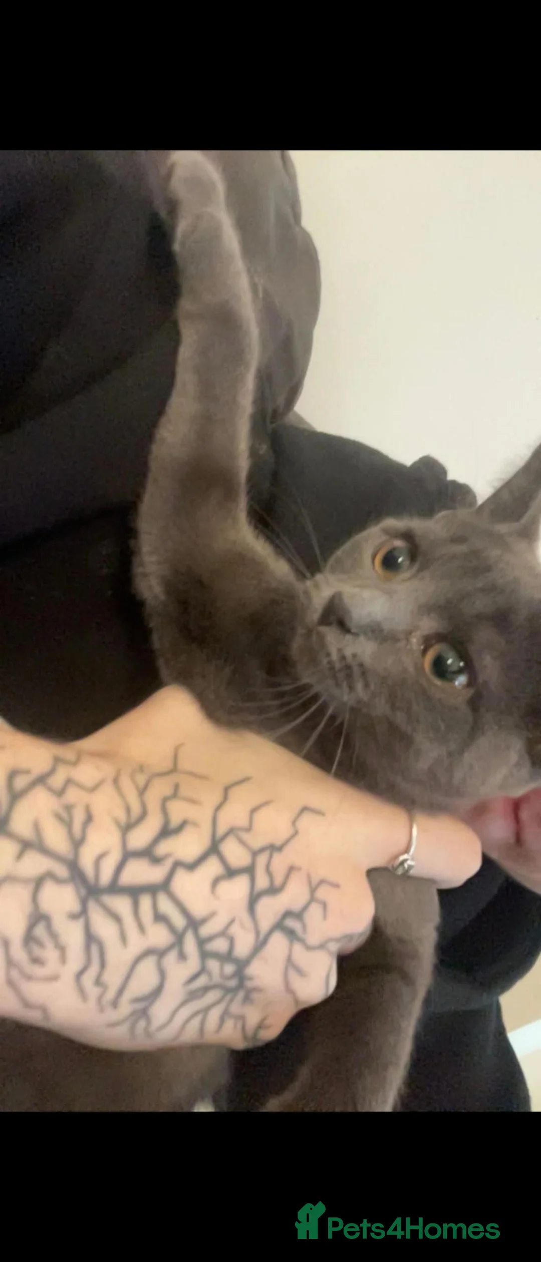 Mixed Breed cats for sale: 2 loving cats - Advert 1