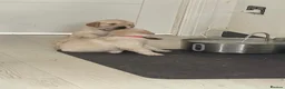Golden Retriever dogs for sale: Mark Flanagan & Valerie Rochard  - Advert 9