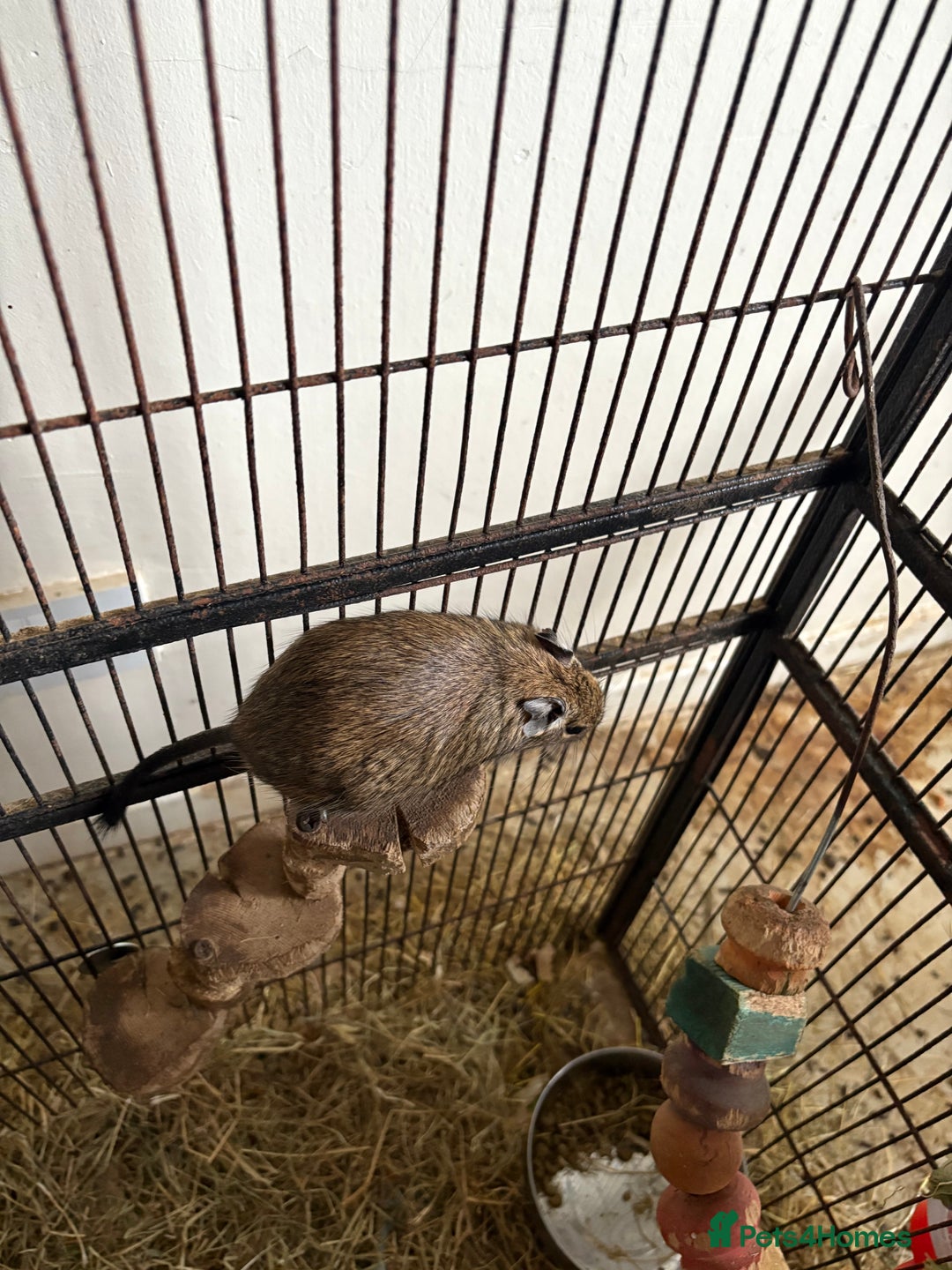 Degus rodents for sale: Degus  - Image 3