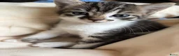 Mixed Breed cats for sale: 10 week old female kitten in Stevenage - Advert 3