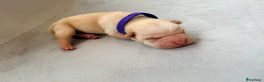 Purple girl 