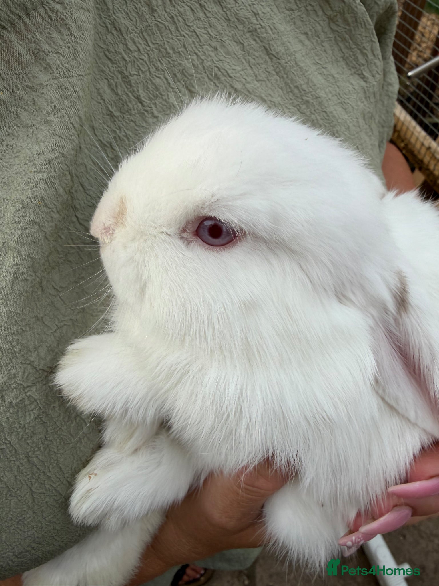 Mini Lop rabbits Mini lop babies  - Advert 11