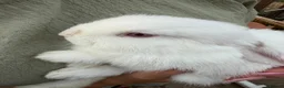 Mini Lop rabbits for sale: Mini lop babies REDUCED READY NOW  - Advert 1
