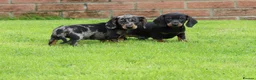 Dachshund dogs for sale: Miniature Dachshund puppies for sale - Advert 8