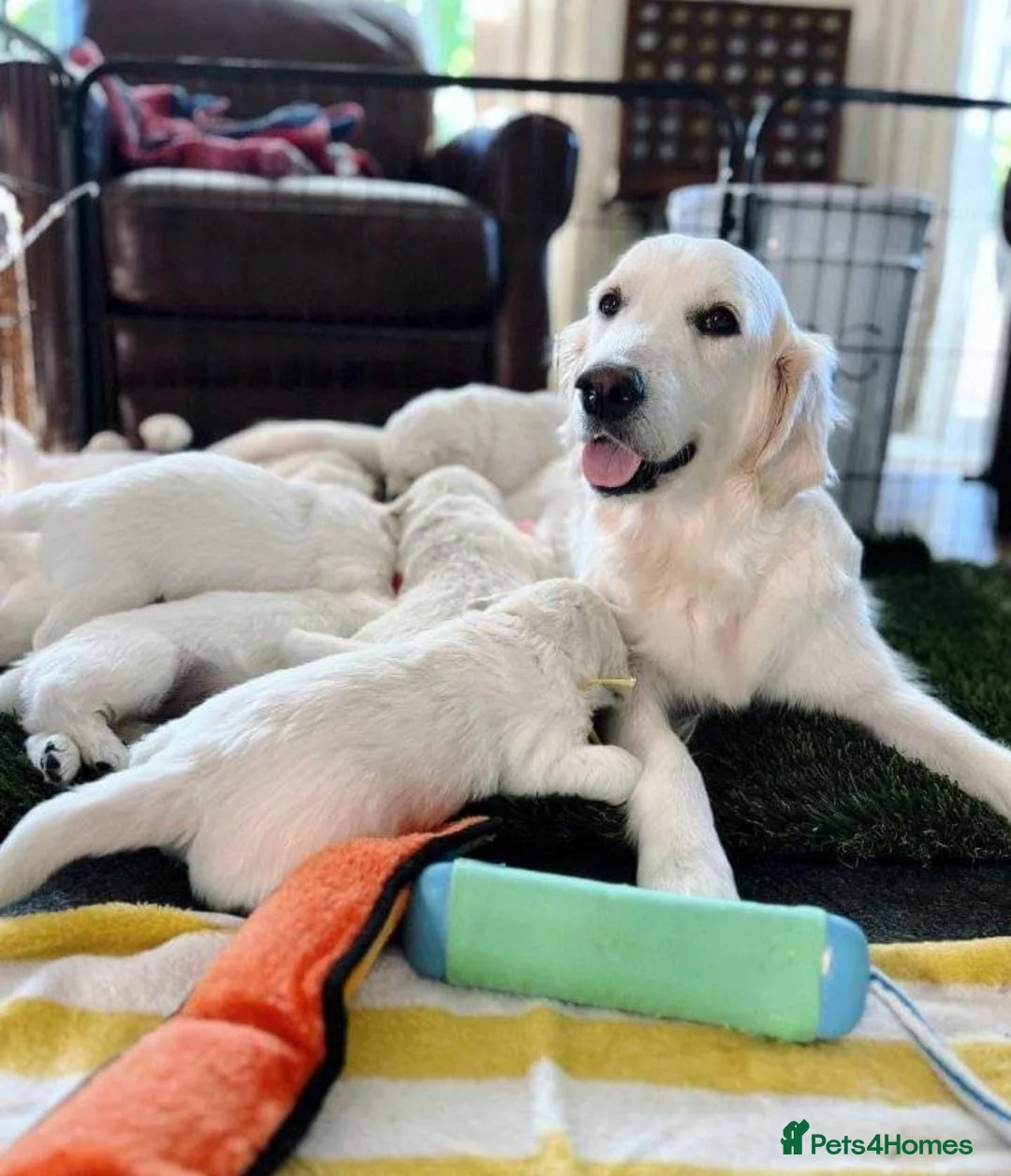 Golden Retriever dogs for sale: Golden retriever puppies  in Glossop - Advert 4
