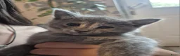 Mixed Breed cats for sale: 4 Beautiful Kittens  - Advert 5