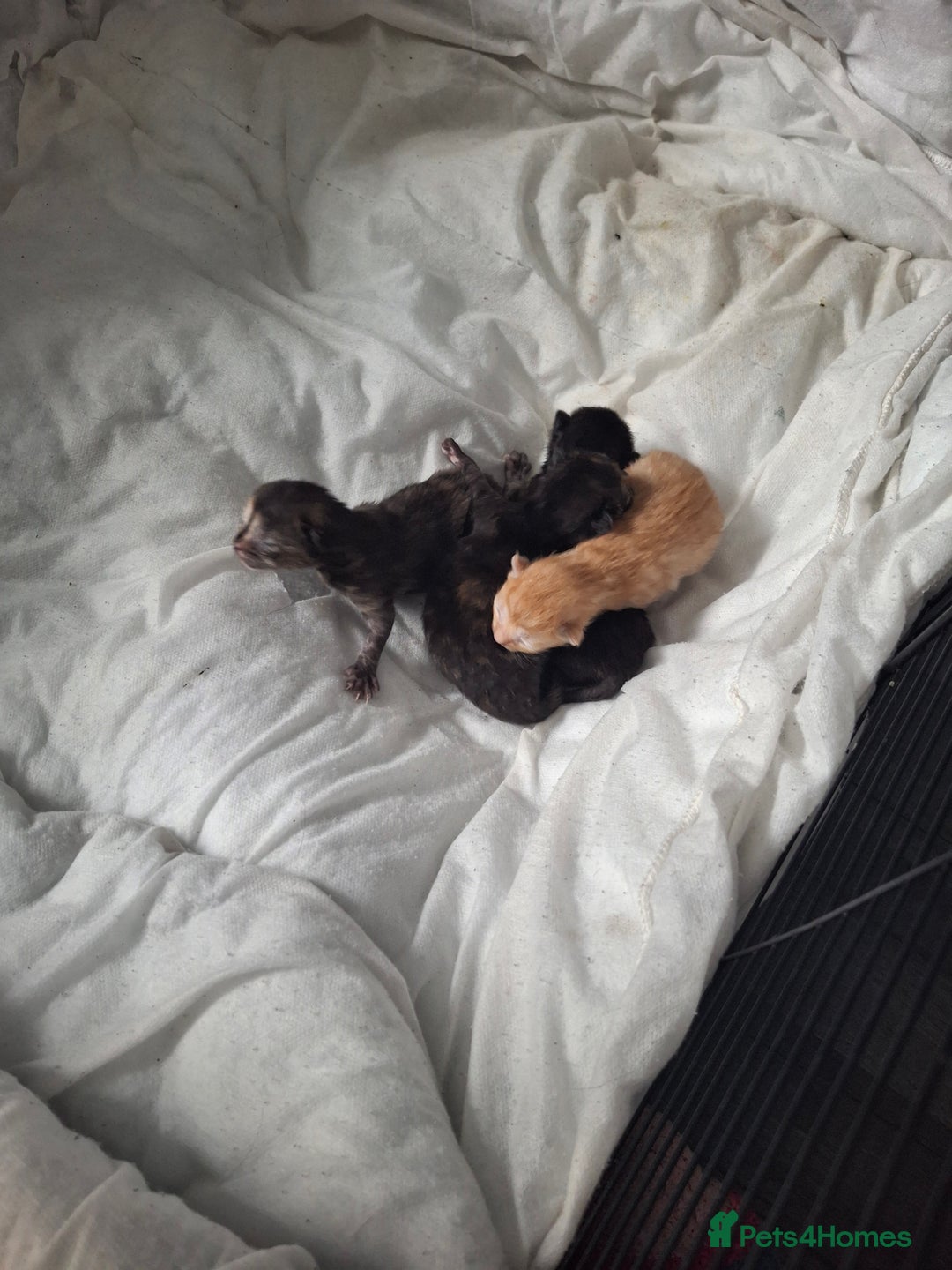 Mixed Breed cats for sale: Kittens  - Image 2