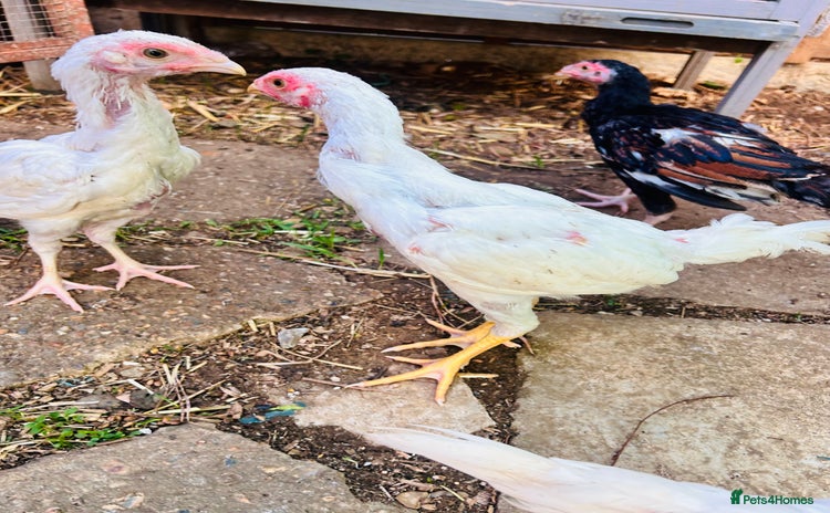 Chickens poultry - Advert 5