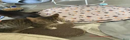 Domestic Shorthair cats for adoption: Sweet Candy needs a home  - Advert 6
