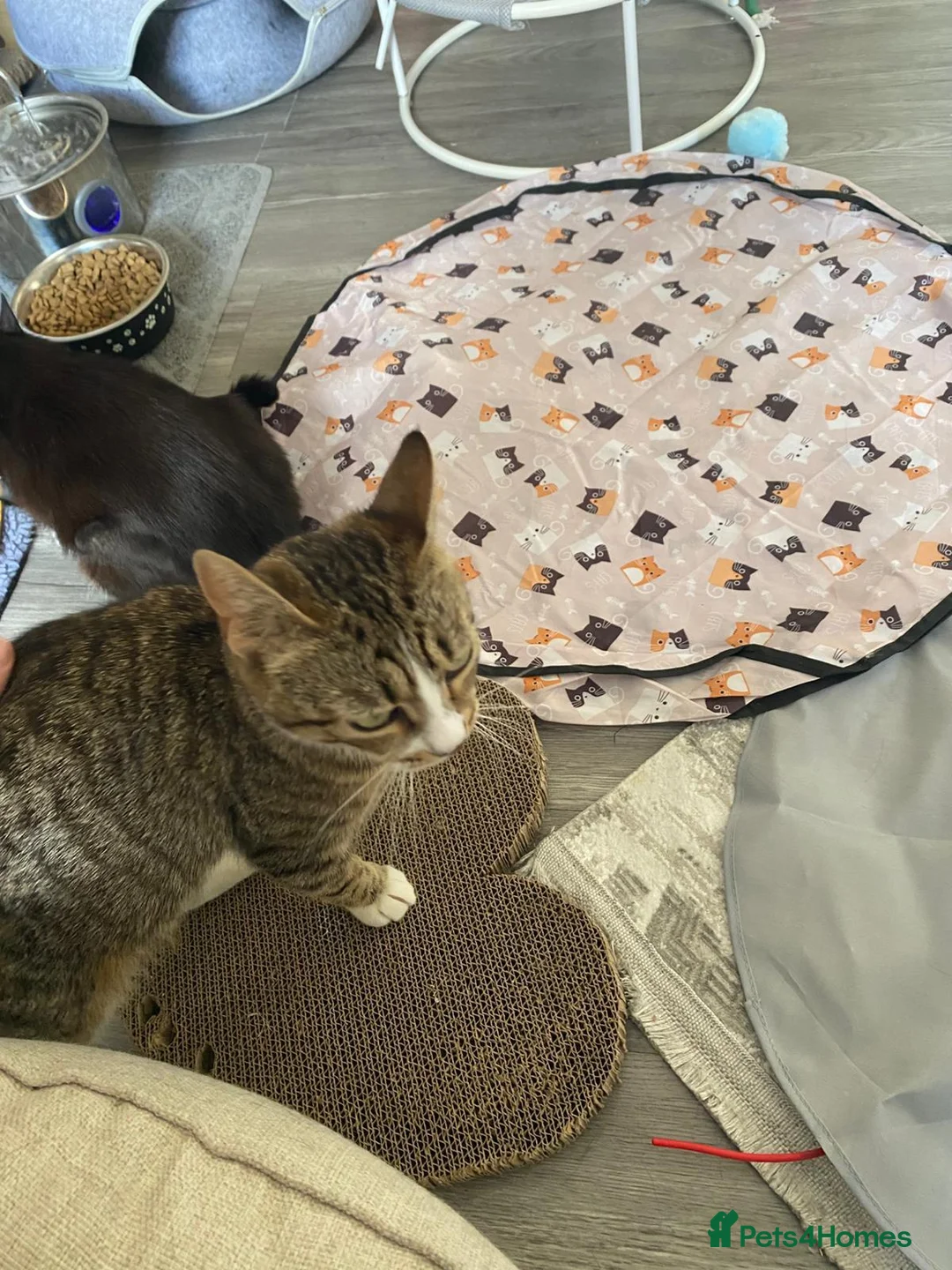 Domestic Shorthair cats for adoption: Sweet Candy needs a home  - Advert 6