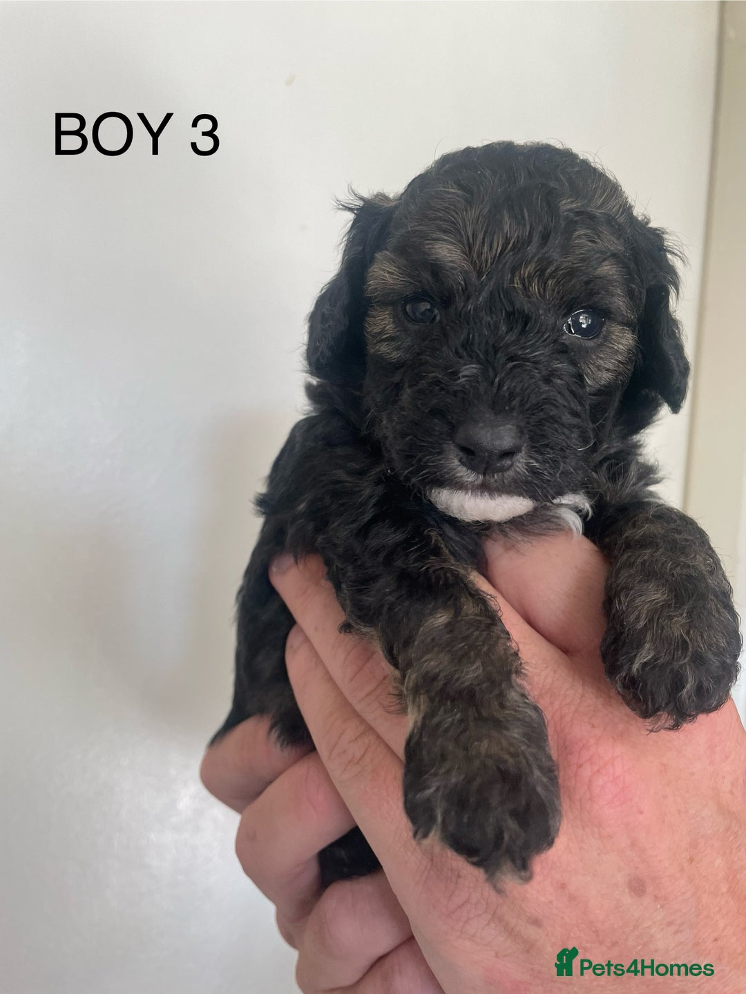 Poochon dogs for sale: F1B miniture black phantom toy poochon - Image 5
