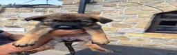 German Shepherd dogs for sale: German Shepherd puppies for sale - Advert 6