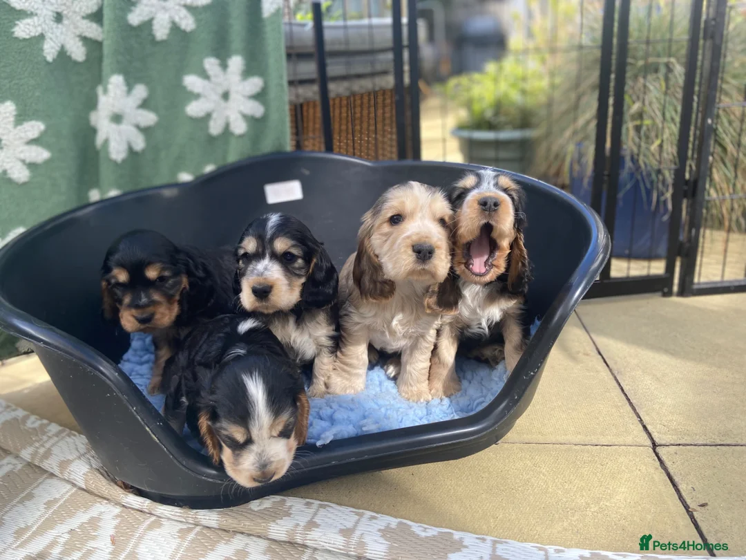 Cocker Spaniel dogs for sale: *** STUNNING SABLE SHOWTYPE COCKER SPANIEL PUPPIES in Canvey Island - Advert 1