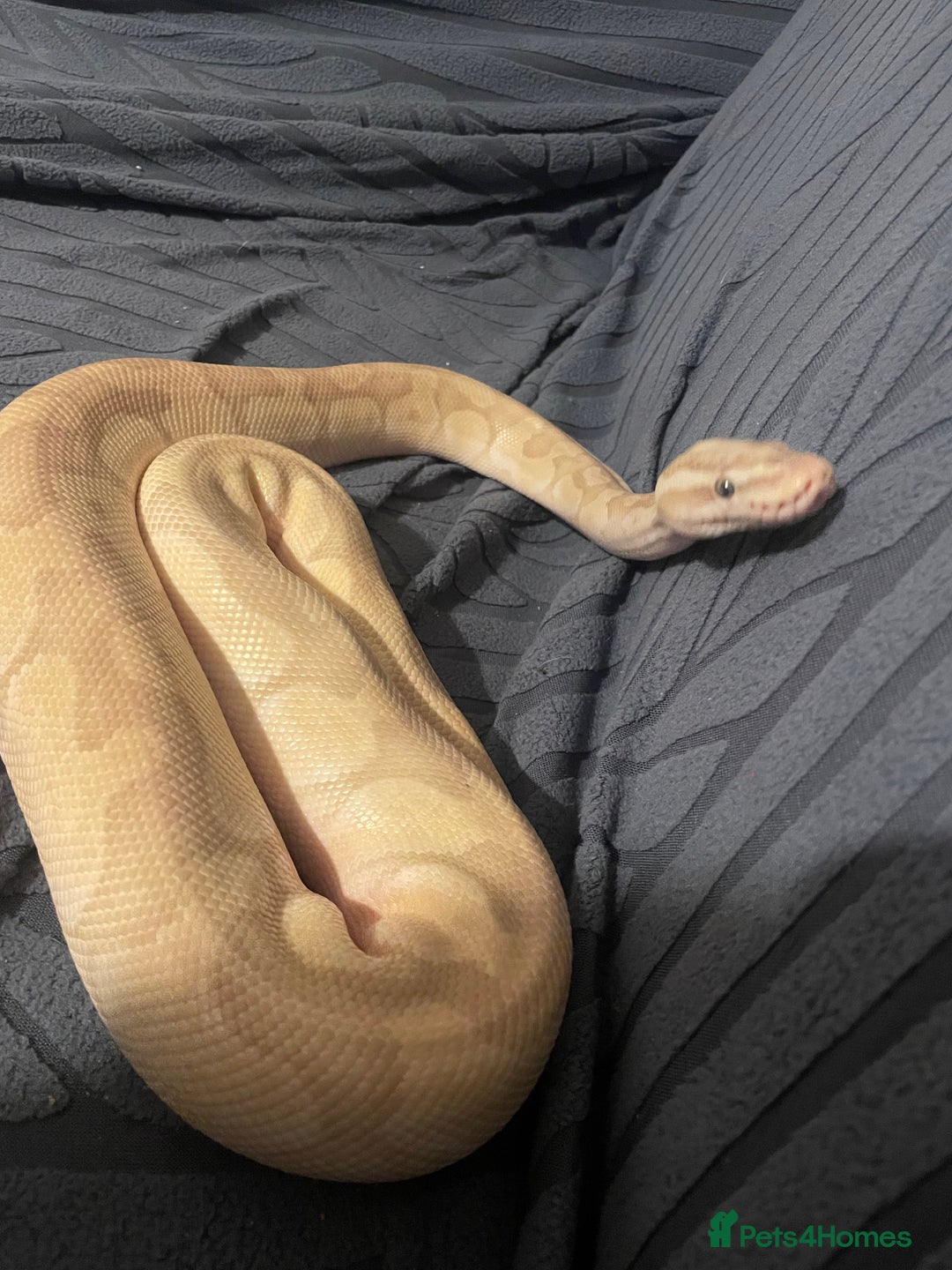Python Snake reptiles for sale: Butter enchi royal python  - Advert 2