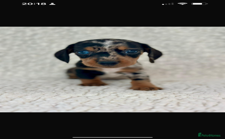 Miniature Dachshund dogs - Advert 8