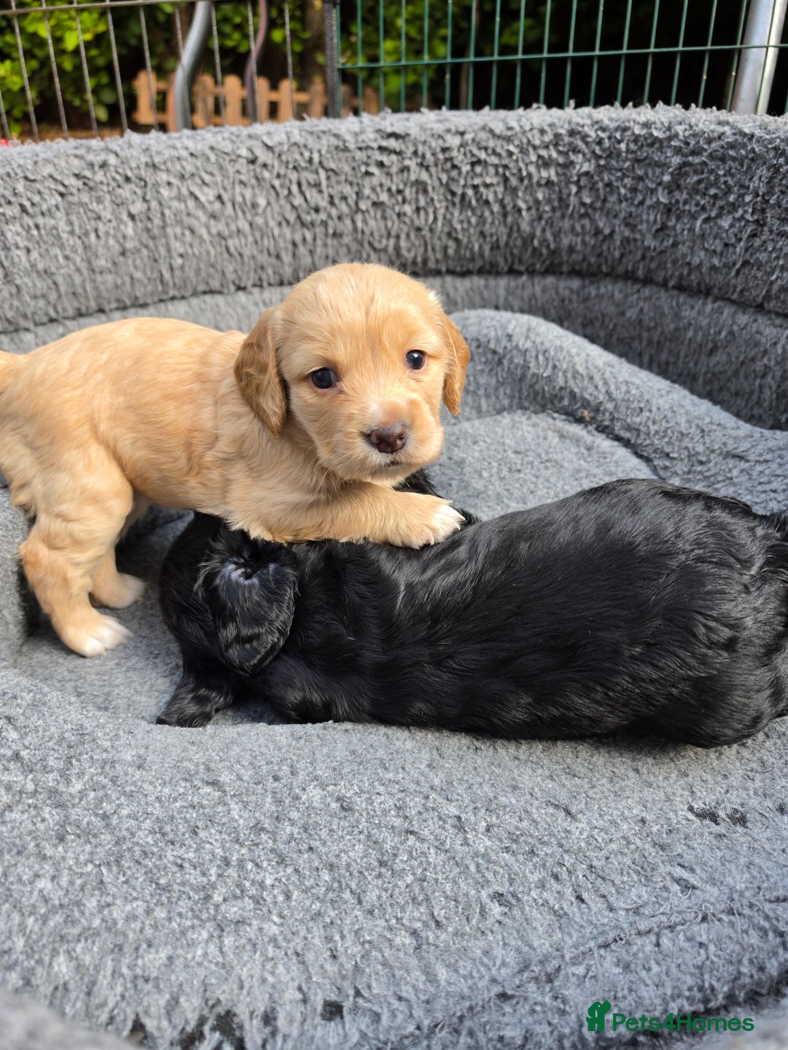 Cocker Spaniel dogs Beautiful cocker spaniels puppies - Advert 10