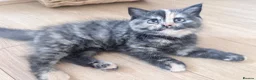 British Shorthair cats for sale: GCCF - BSH Girls - looking for forever homes  - Advert 32
