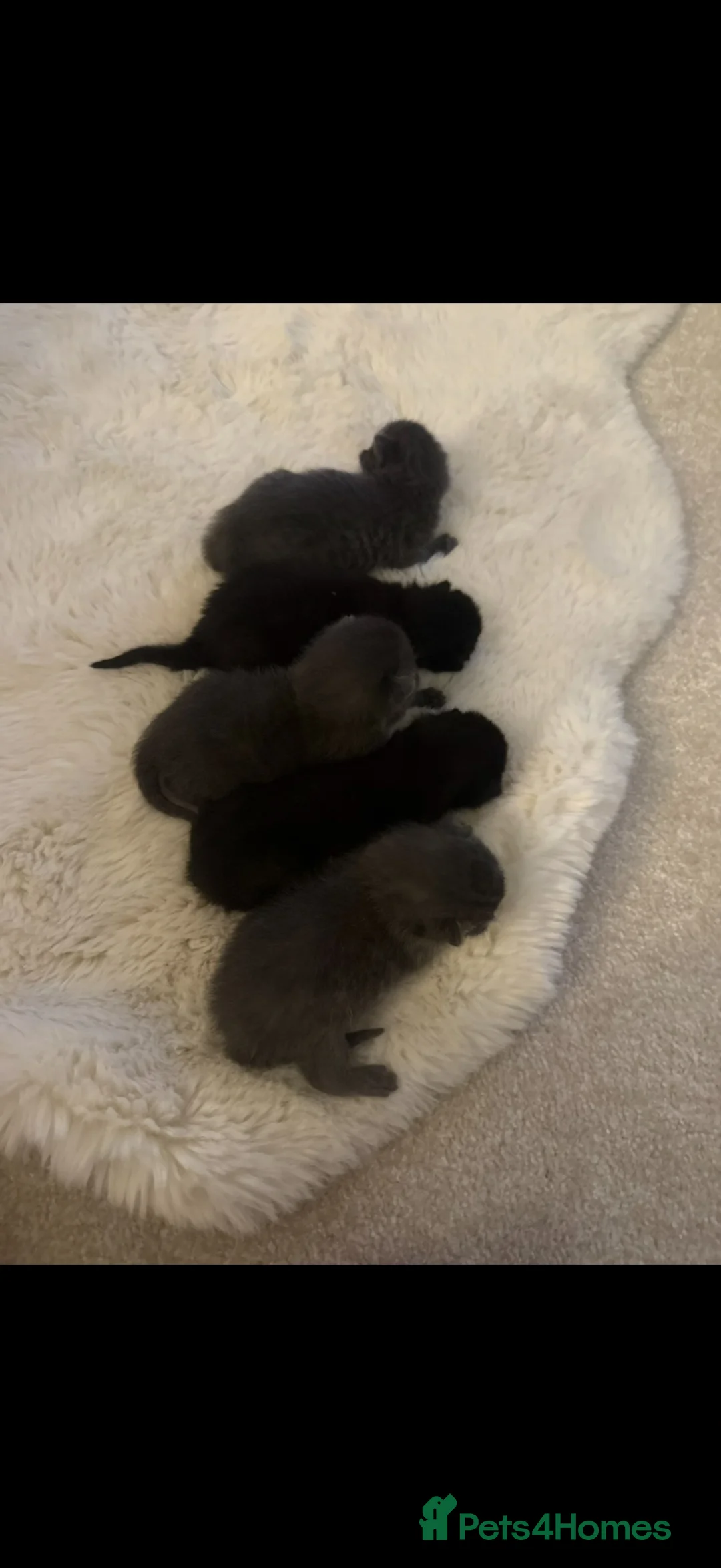 Russian Blue cats for sale: Russian Blue Kittens  in Norwich - Advert 2