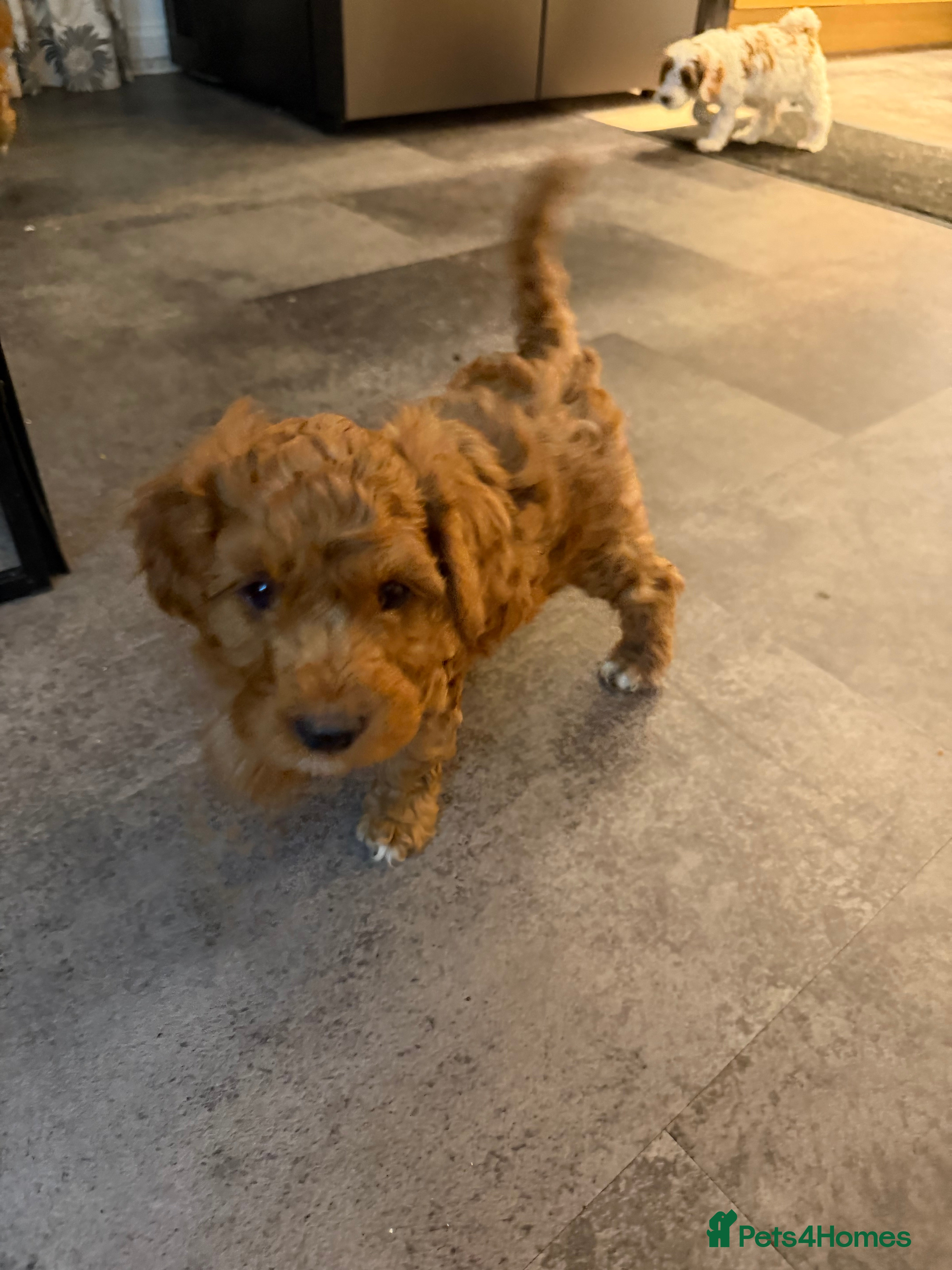 Mixed Breed dogs Cockerlierpoo male  - Advert 2