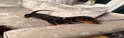 Dachshund dogs for sale: Dachshund 1 year 10 months Male  in Witham - Advert 5