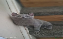 Russian Blue cats for sale: TICA 5* Pedigree Russian Blue Kittens - Image 25