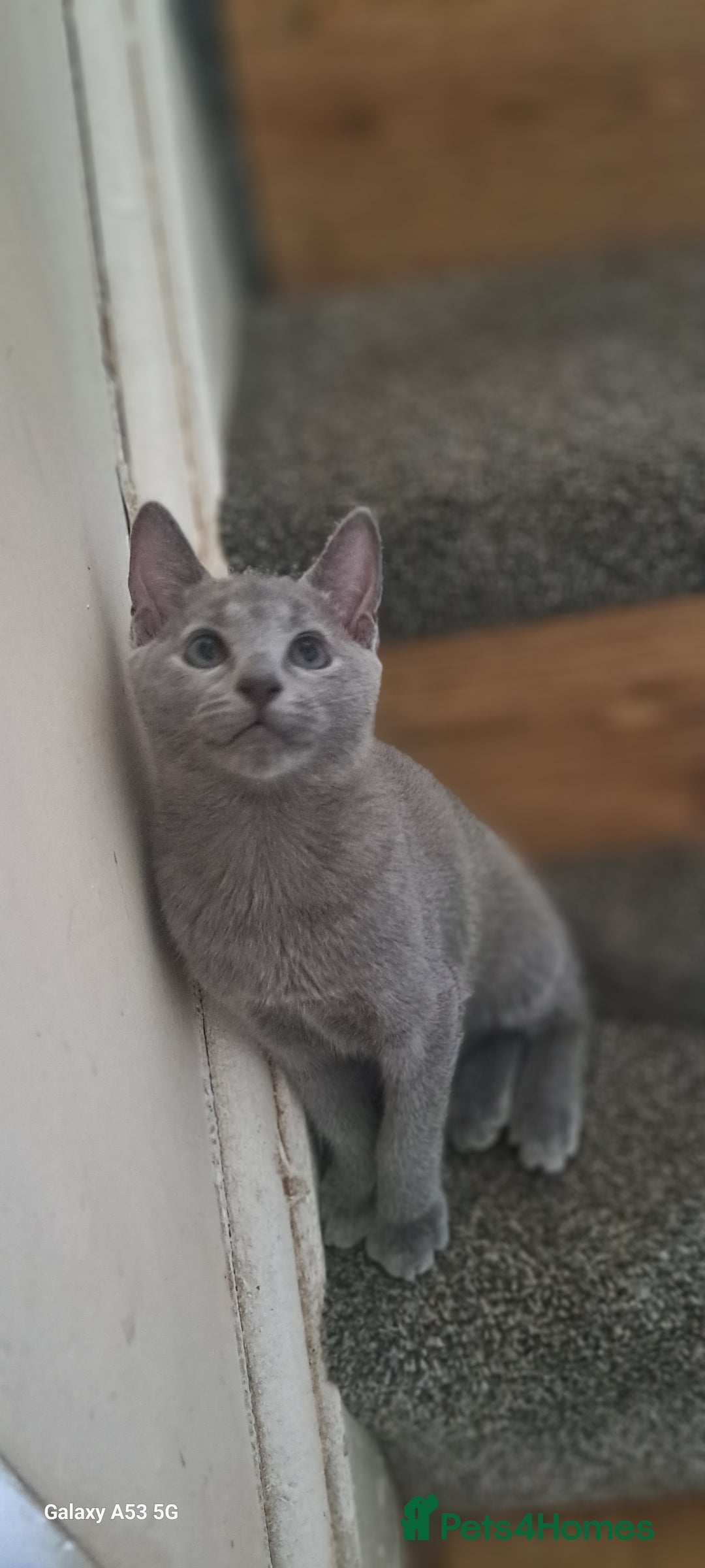 Russian Blue cats for sale: TICA 5* Pedigree Russian Blue Kittens - Image 25