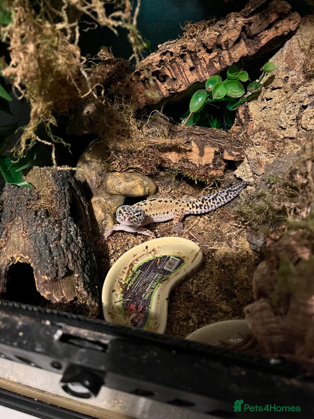 Gecko reptiles for sale: 2 leopard geckos  - Advert 11