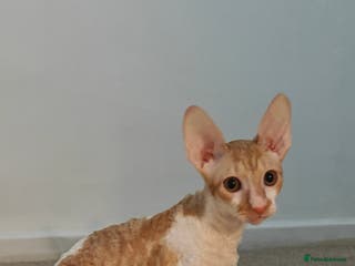 Cornish Rex cats Cornish Rex kitten - Advert 1