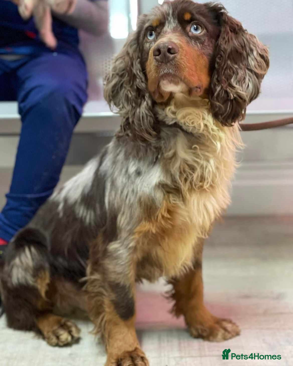 Cocker Spaniel dogs MERLIN…FOR STUD ONLY - Advert 17