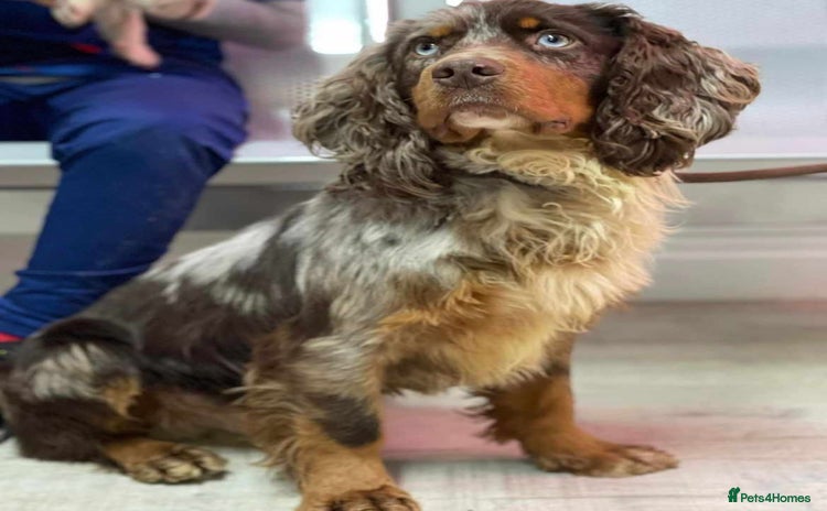 Cocker Spaniel dogs - Advert 1