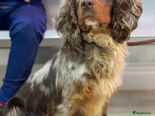Cocker Spaniel dogs for stud - Advert 3