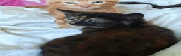 Mixed Breed cats for sale: Domestic playful kittens - Advert 8
