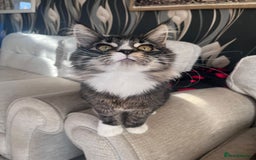 Maine Coon cats for sale: 2 Mainecoon boys - Advert 5
