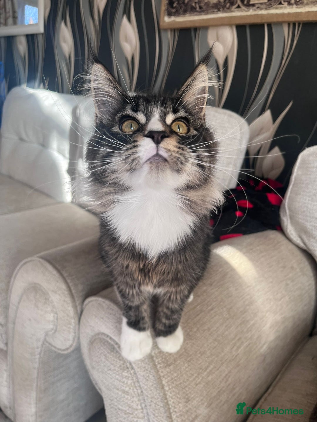 Maine Coon cats for sale: 2 Mainecoon boys - Advert 5